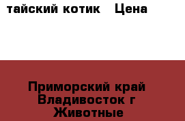 тайский котик › Цена ­ 2 500 - Приморский край, Владивосток г. Животные и растения » Кошки   